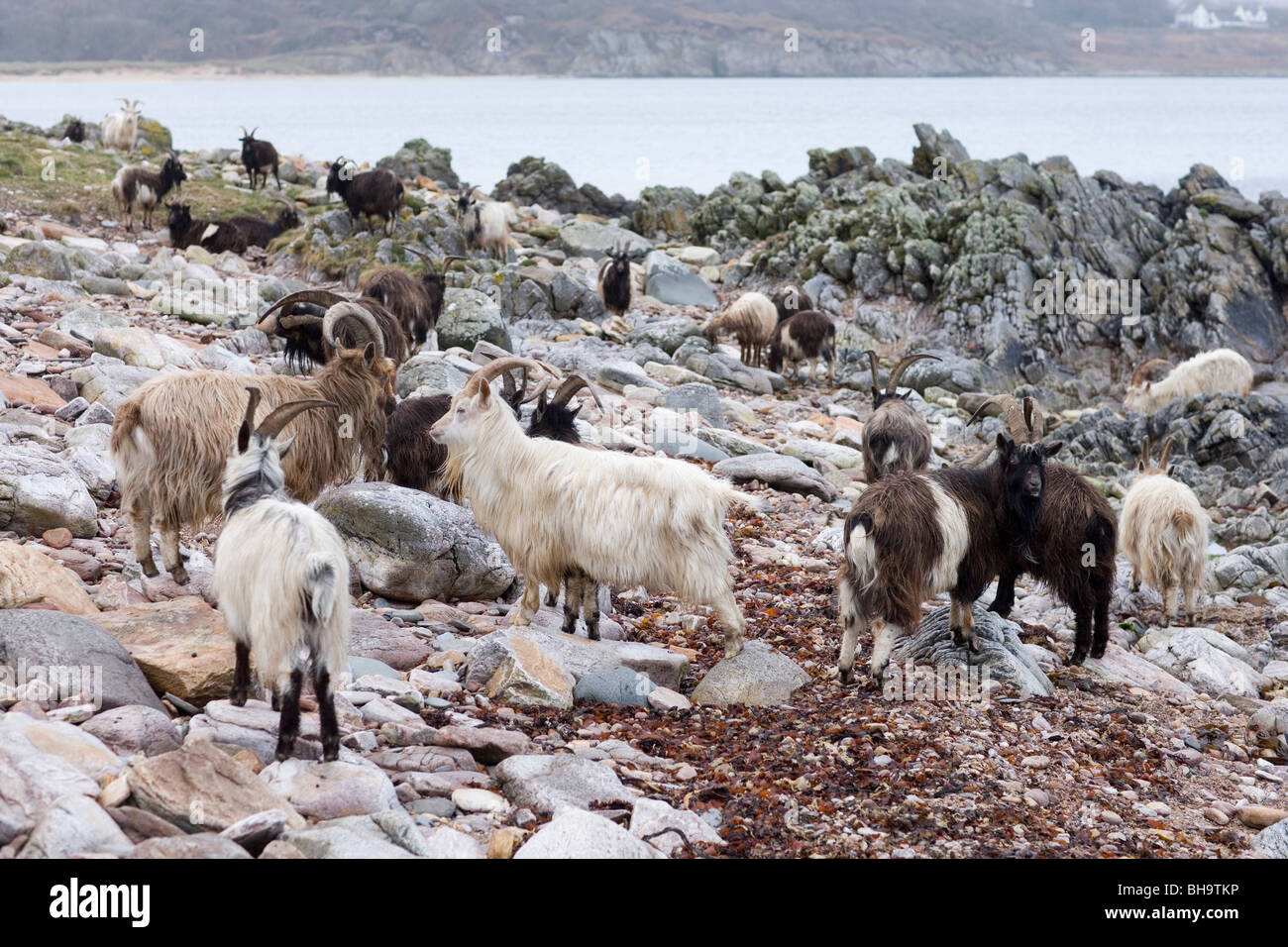 Wild, wilder, eingebürgerte Ziegen. Islay. Schottland. Stockfoto