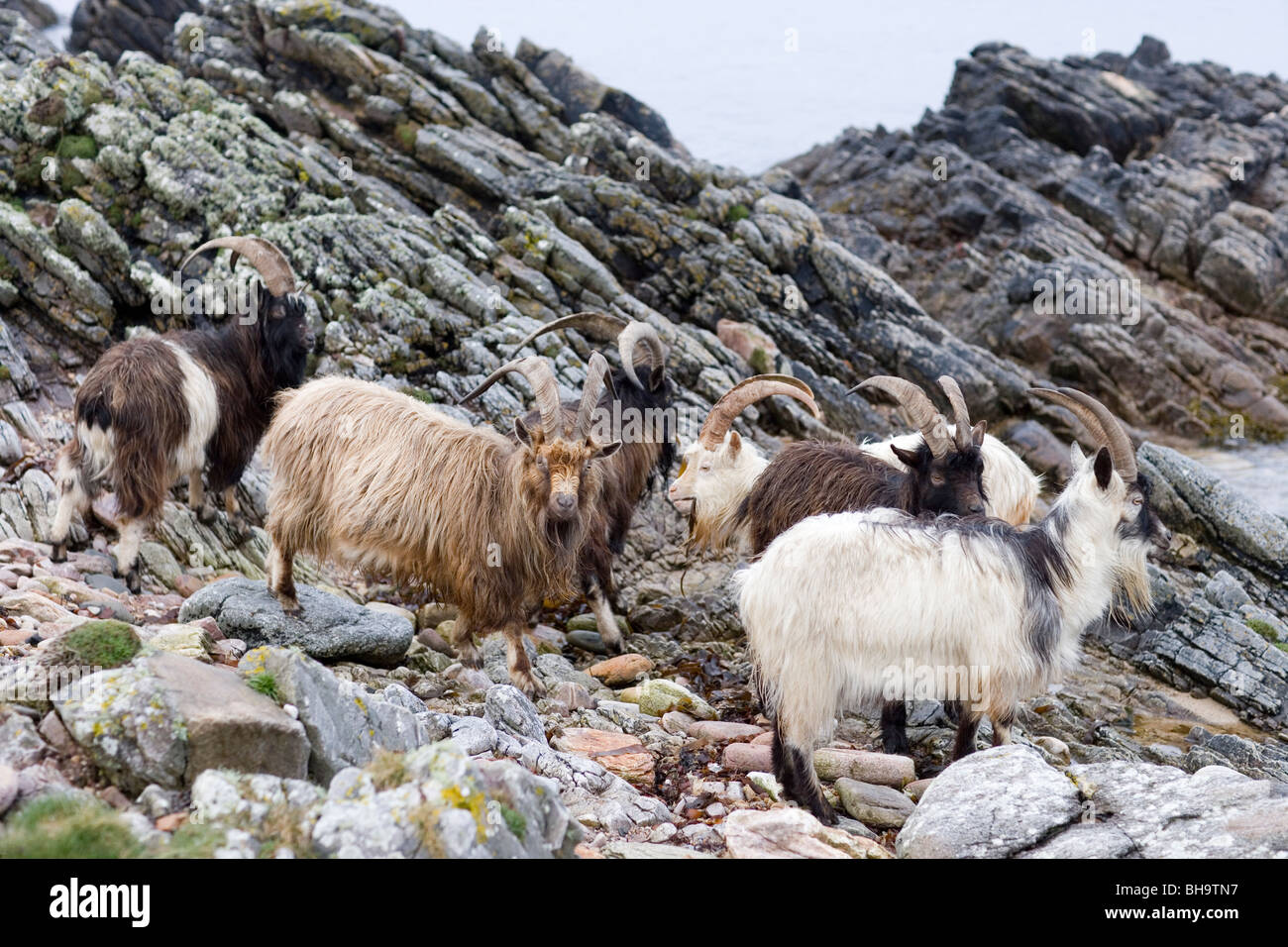 Wild, wilder, eingebürgerte Ziegen. Islay. Schottland. Stockfoto