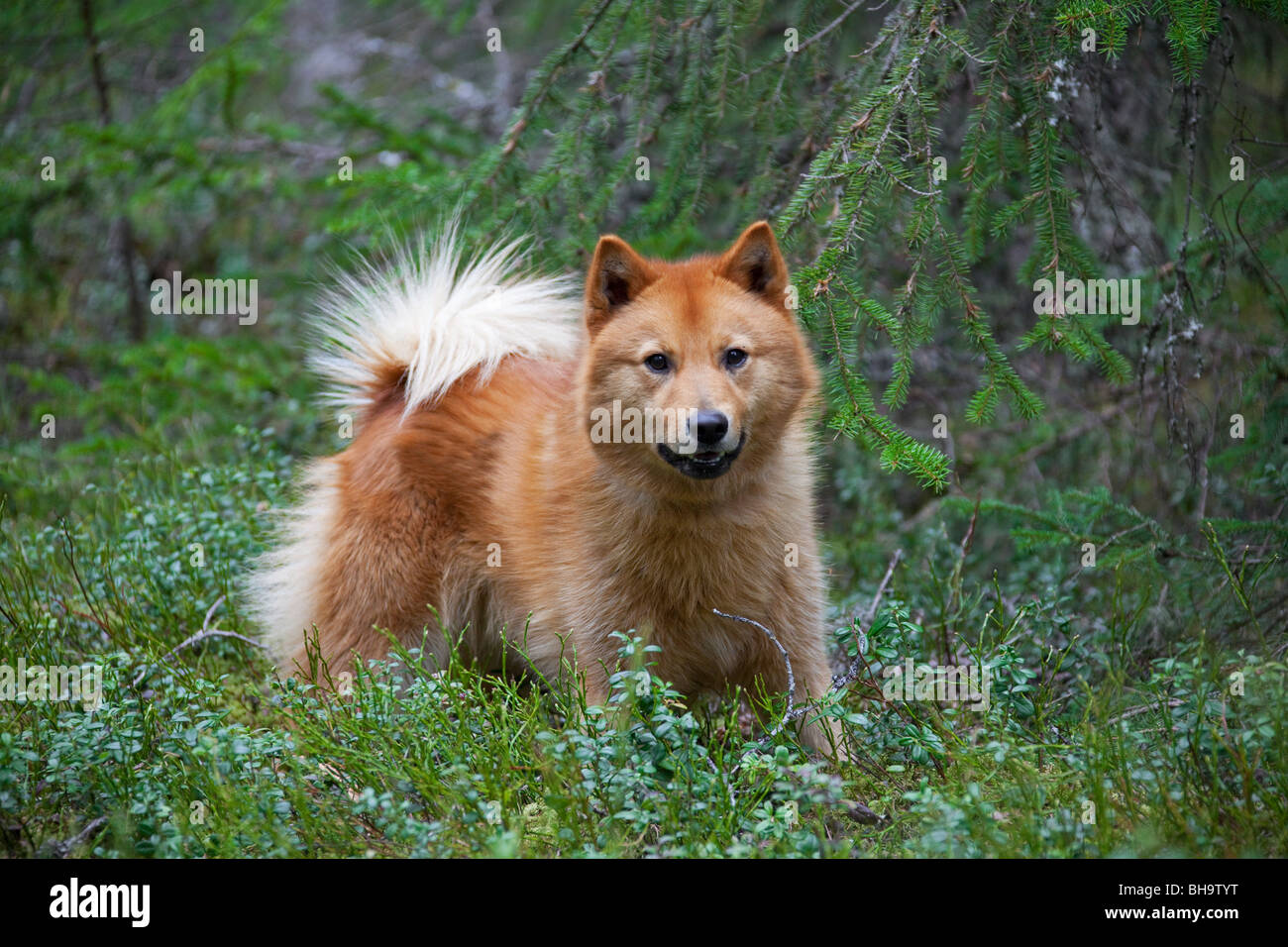 Nordic Spitz (Canis Lupus Familiaris), für die Vogeljagd, gebürtig aus Schweden Stockfoto