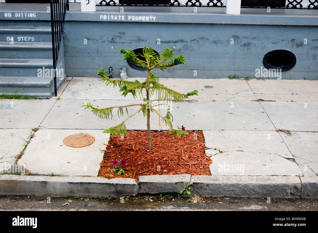 Ein neues Bäumchen wächst auf einem Bürgersteig in der Nachbarschaft der oberen Ninth Ward von New Orleans. Stockfoto