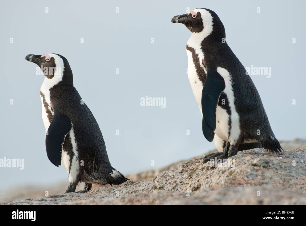 Ein paar der afrikanischen Pinguine am Ende des Tages nach Ausgaben Angeln Stockfoto
