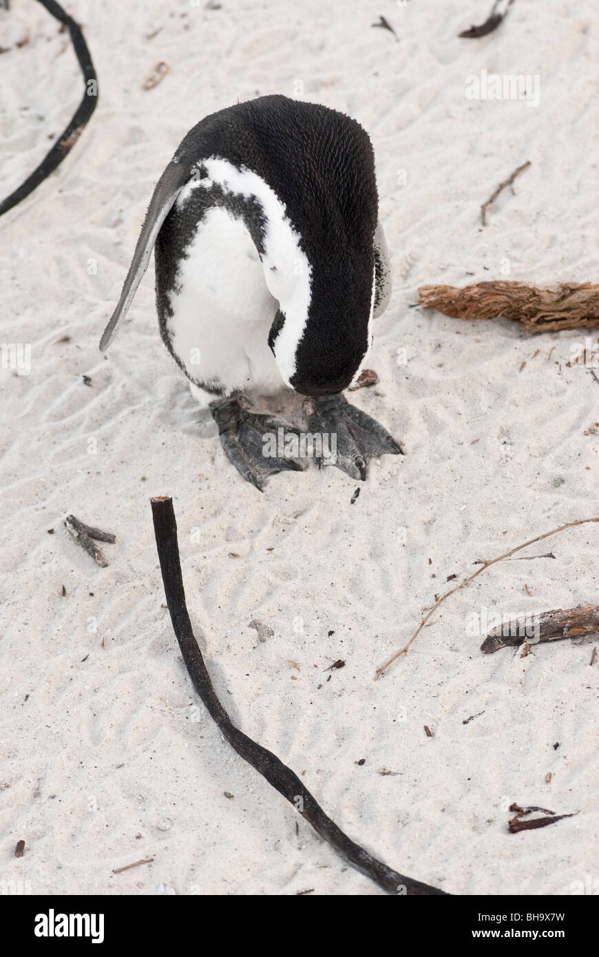 Ein einsamer afrikanische Pinguin putzen am Strand Stockfoto