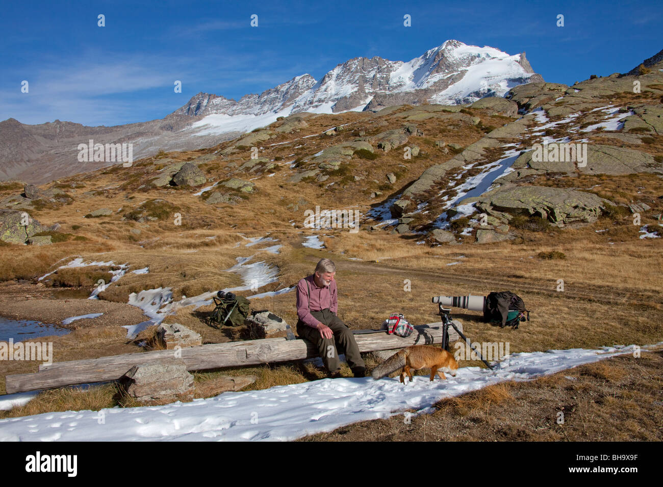 Rotfuchs (Vulpes Vulpes) Besuch Naturfotograf in den Bergen der Alpen, Nationalpark Gran Paradiso, Italien Stockfoto