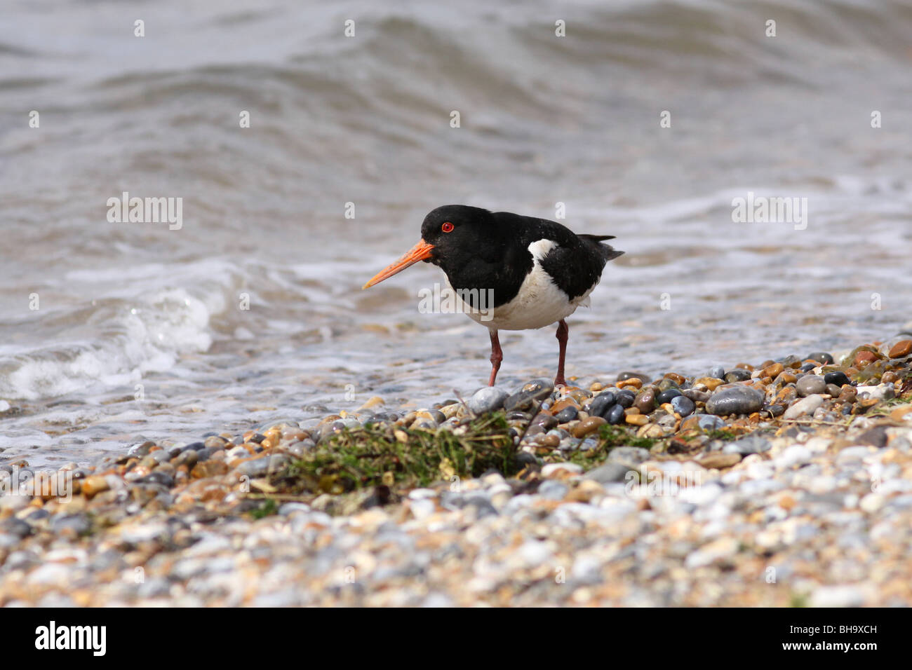 Austernfischer (Haematopus Ostralegus) Zeitpunkt Blakeney, Norfolk UK. Stockfoto