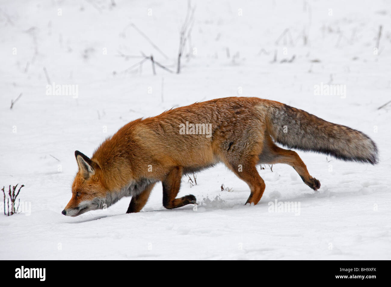 Rotfuchs (Vulpes Vulpes) in dicken Winter Mantel stalking Beute im Schnee im winter Stockfoto