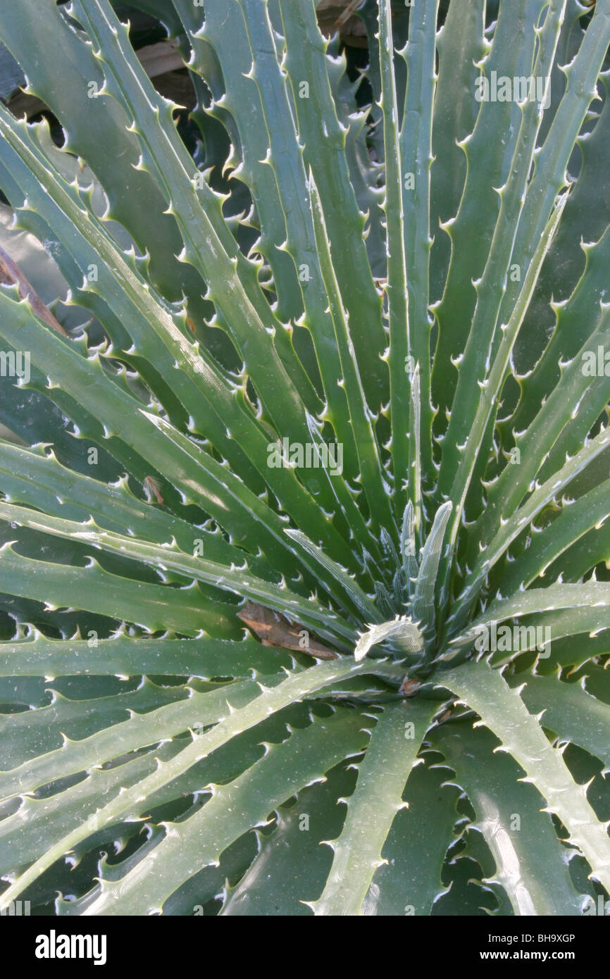 Scharf und stacheligen Blätter der Aloe-Pflanze. Stockfoto