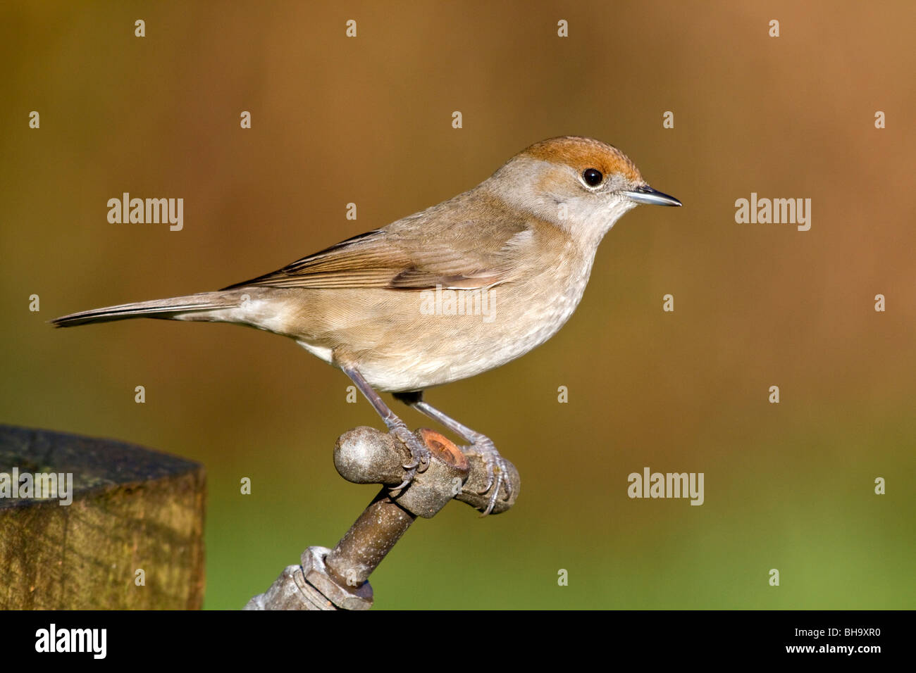 Mönchsgrasmücke; Sylvia Atricapilla; Weibchen vom Garten Fass Stockfoto