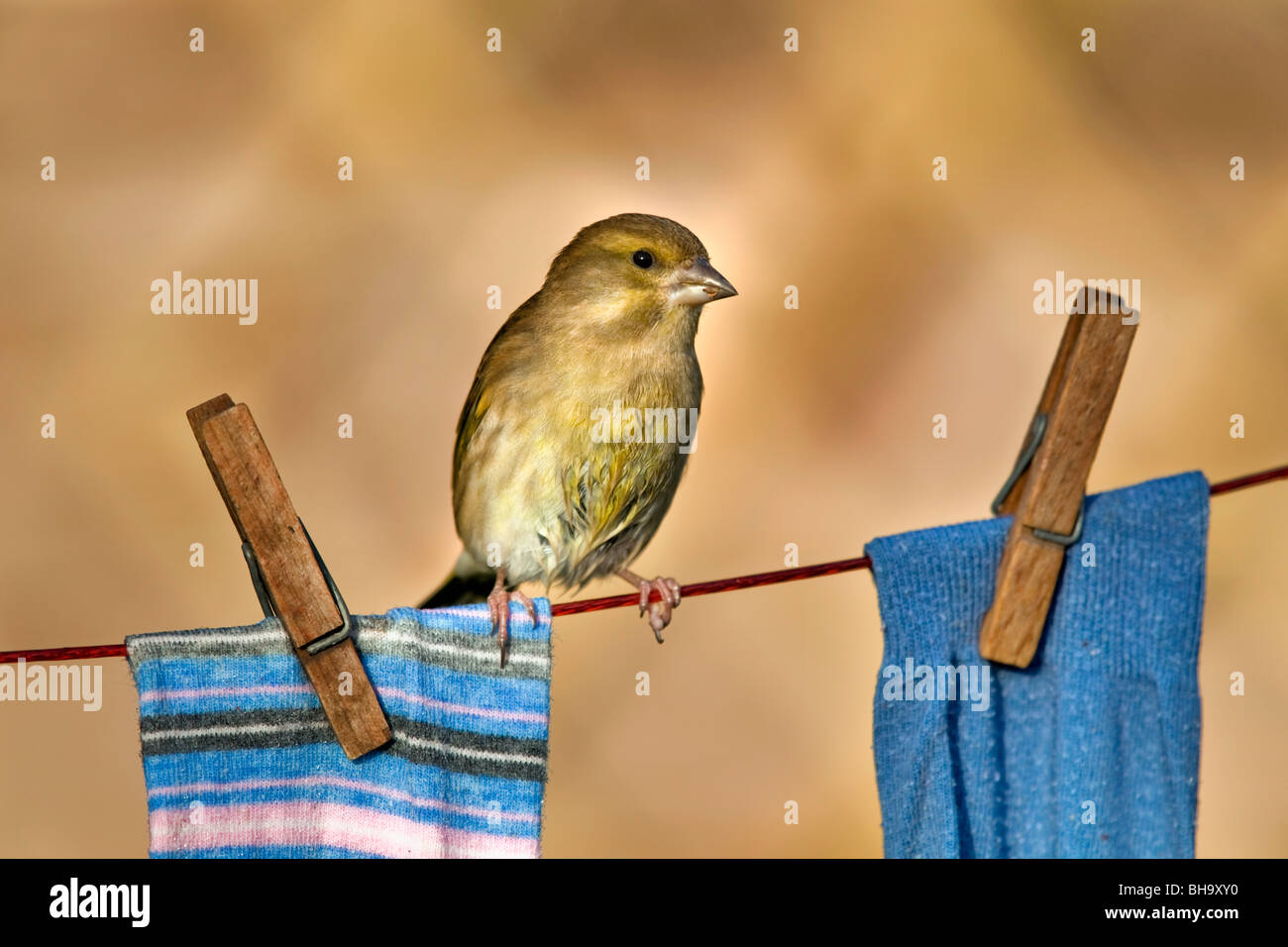 Grünfink; Zuchtjahr Chloris; auf der Wäscheleine Stockfoto