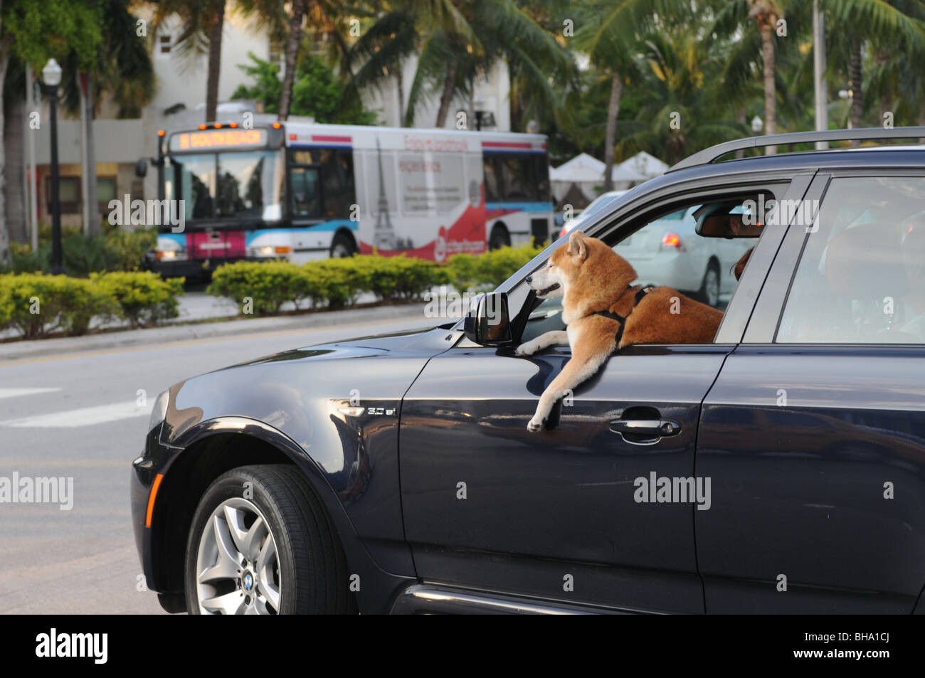 Eine atemberaubend schöne Shiba Inu Hund scheinbar fahren ein BMW entlang 11th Street an der Washington Avenue in Miami Beach, Florida Stockfoto