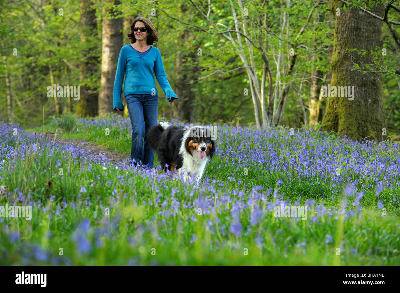 Gesund Lächeln Mitte im Alter Frau zu Fuß Border Collie Hund auf Bluebell Waldweg in englischen Wald Landschaft. Stockfoto