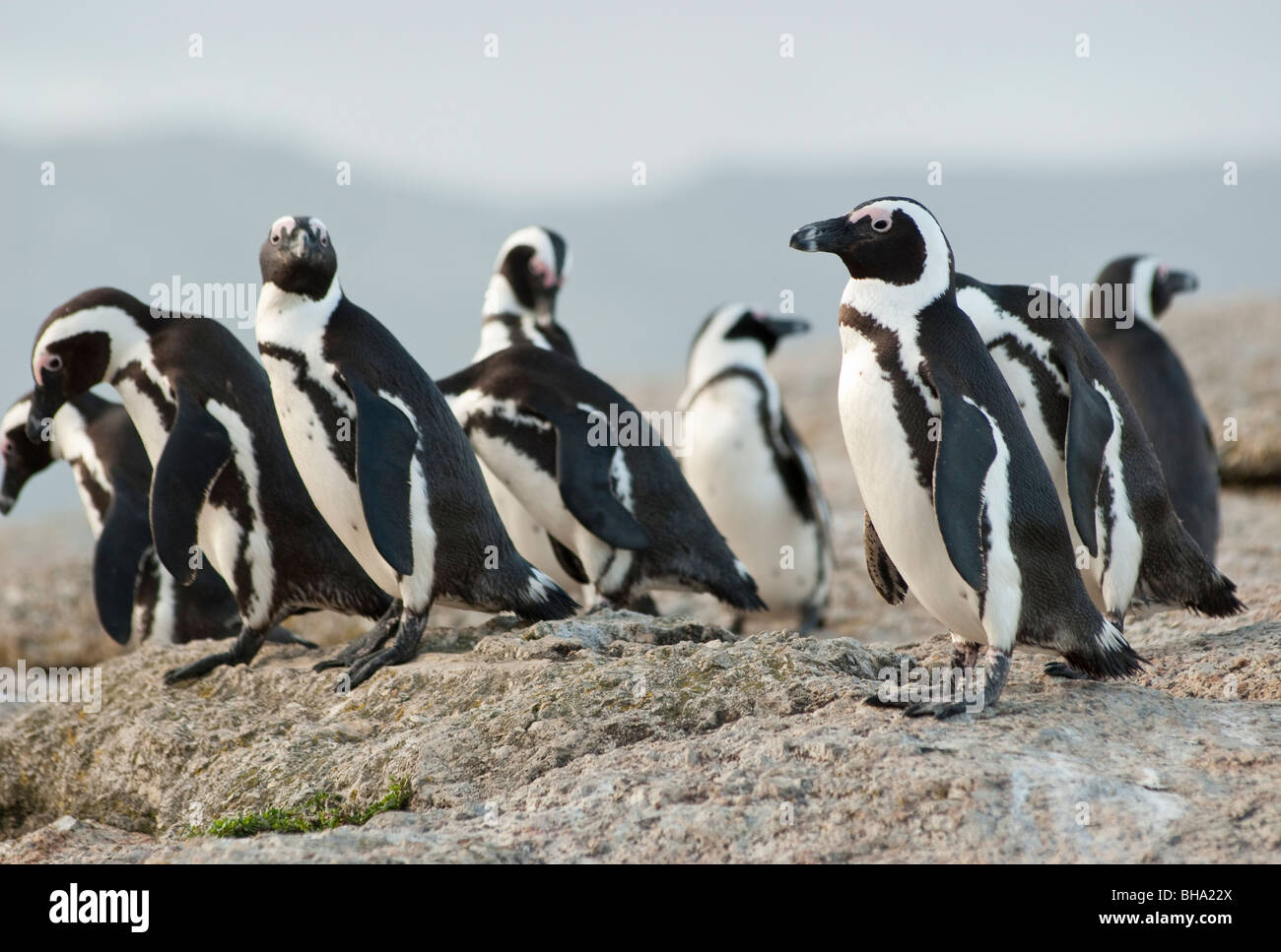Eine Gruppe von afrikanischen Pinguine am Ende des Tages nach Ausgaben Angeln Stockfoto