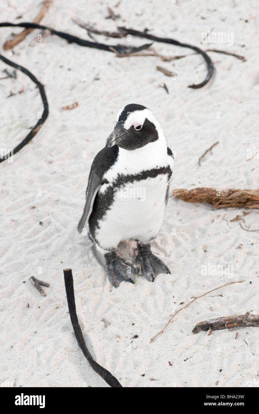 Ein einsamer afrikanische Pinguin am Strand Stockfoto