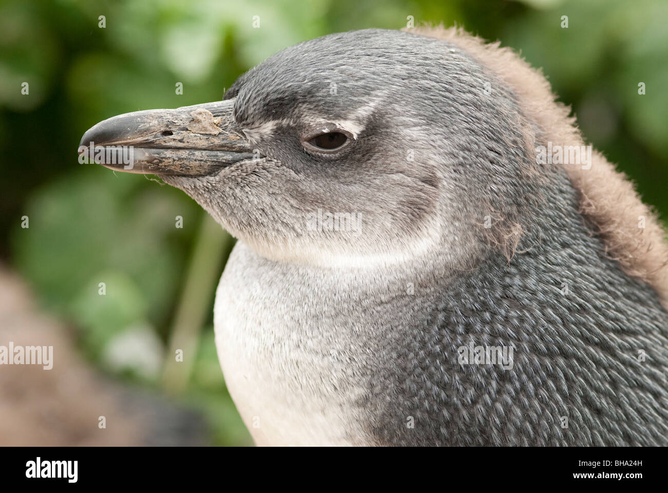 Nahaufnahme von einem jungen, Mauser, afrikanische Pinguin Stockfoto