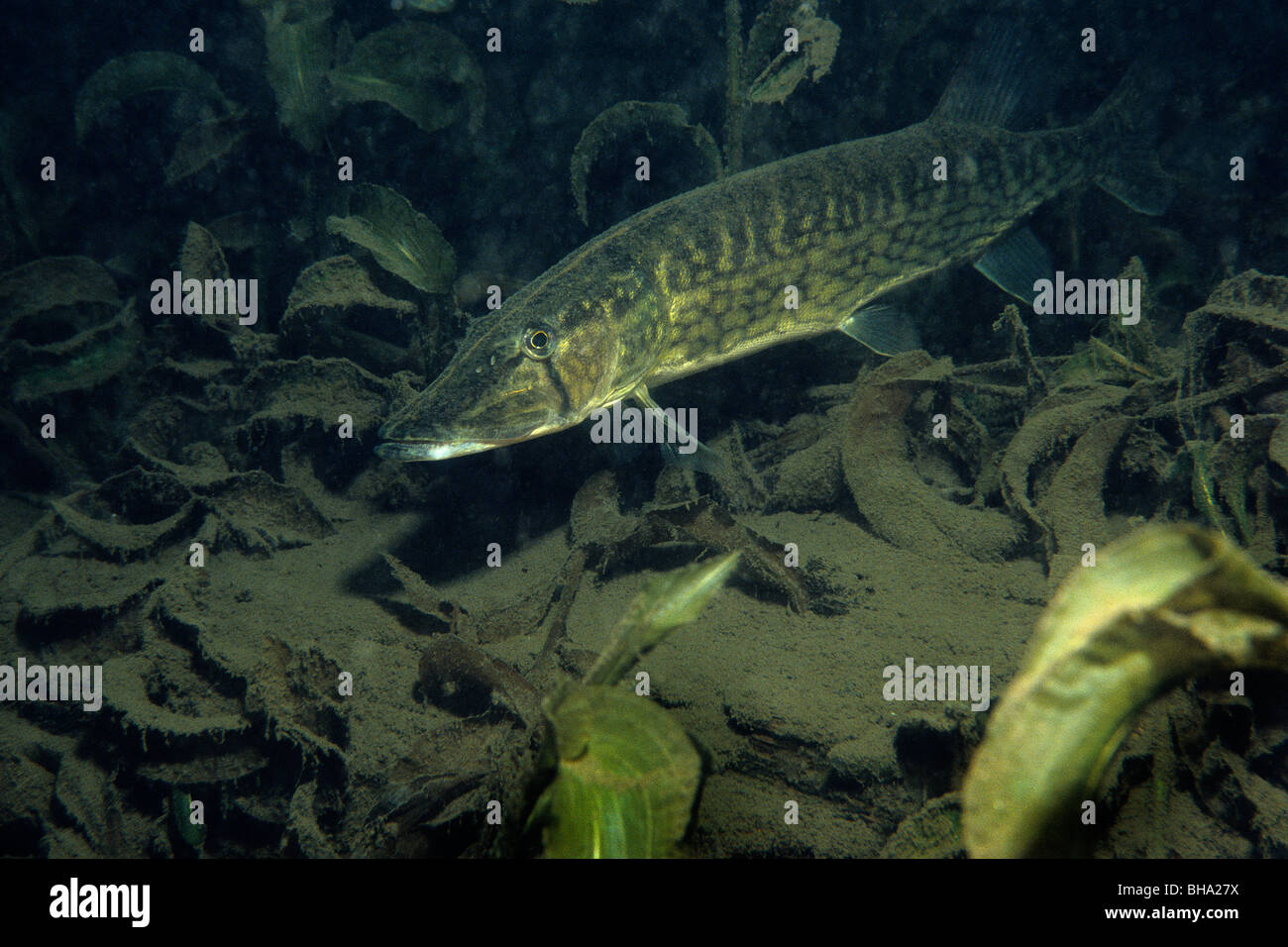 Chain Pickerel unter Wasser im Fluss Richelieu in Kanada Stockfoto