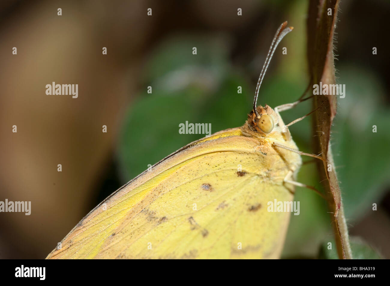 Schmetterling Schmetterlinge Insekt afrikanische Tierwelt Afrikas Insekten Flügel Flug fliegen leuchtend bunten Farben, die Farben sich von ernähren Insekten Stockfoto