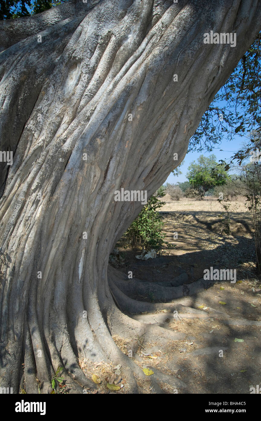 Touristen genießen die Vielfalt der Ansichten über den Sambesi-Fluss in Simbabwe Mana Pools National Park. Stockfoto