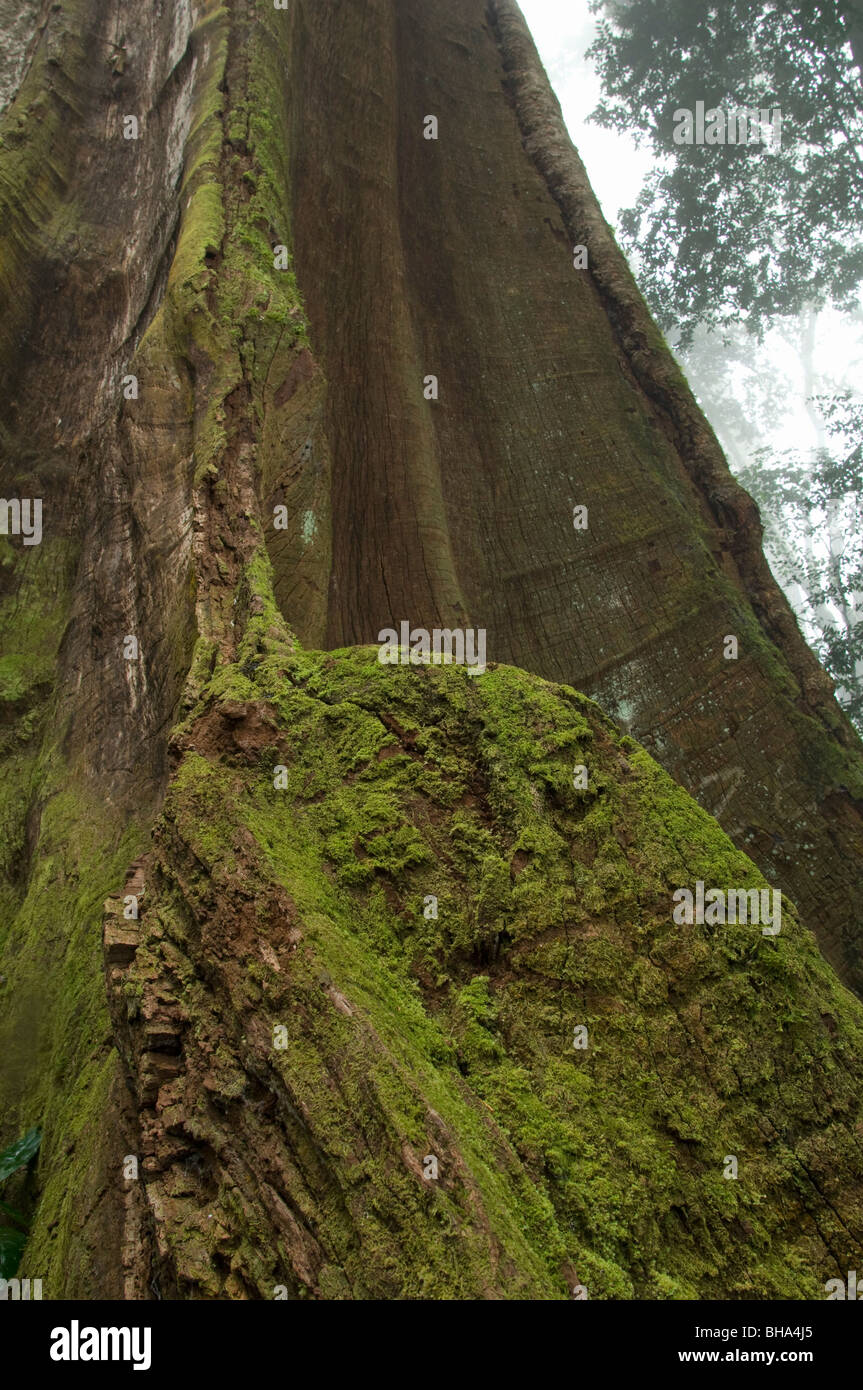 Chirinda Forest gehört zu Simbabwes zuletzt verwöhnt und unberührte ursprüngliche Laubwälder. Stockfoto