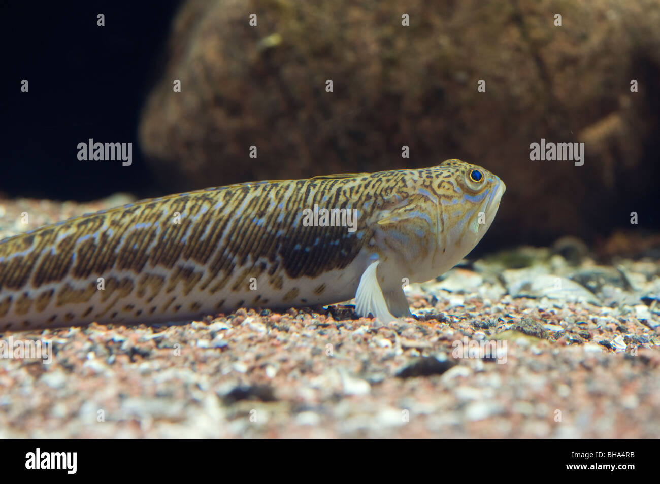 geringerem Petermännchen (Echiichthys Vipera), Schweden Stockfoto