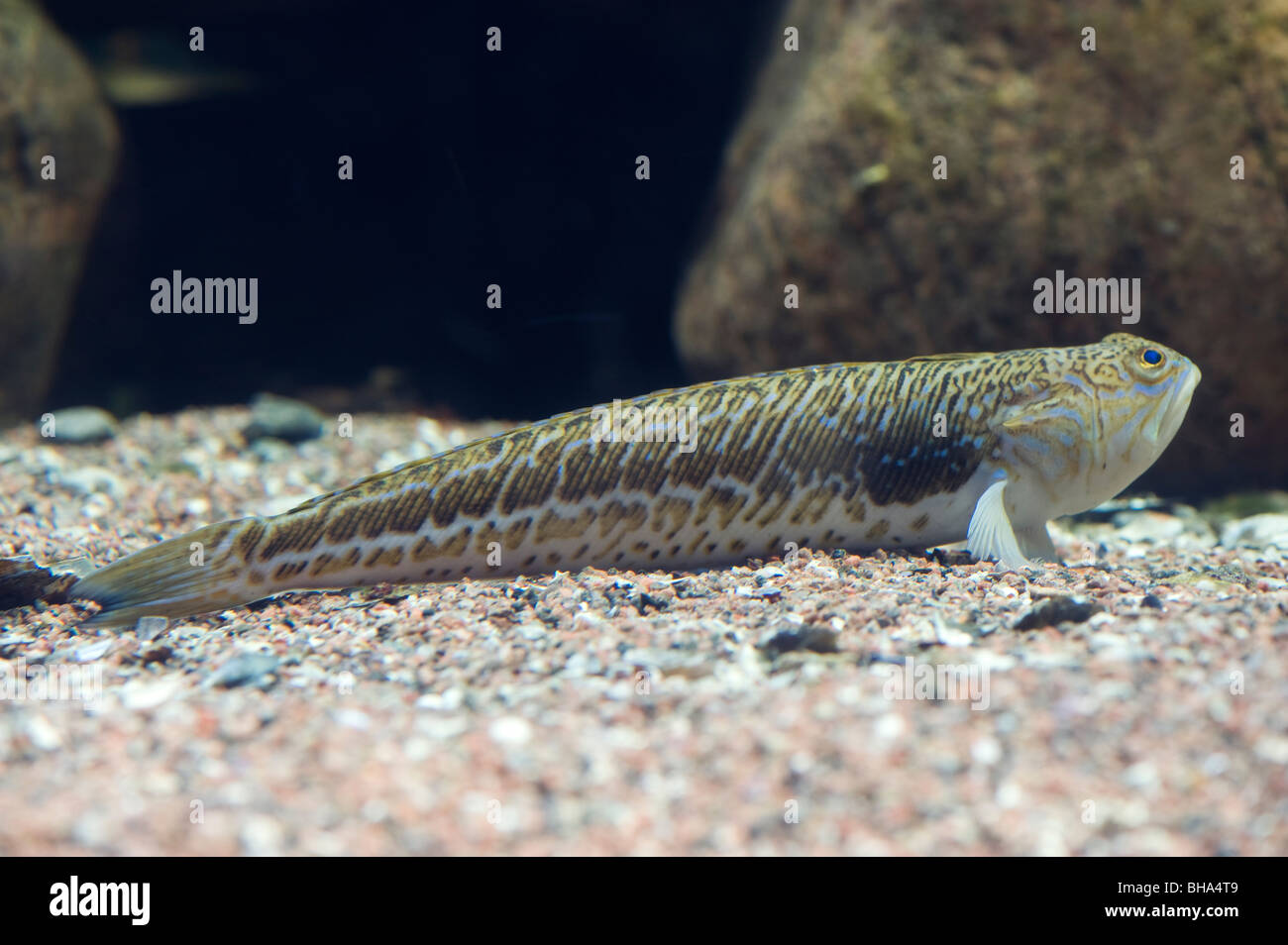 geringerem Petermännchen (Echiichthys Vipera) Stockfoto