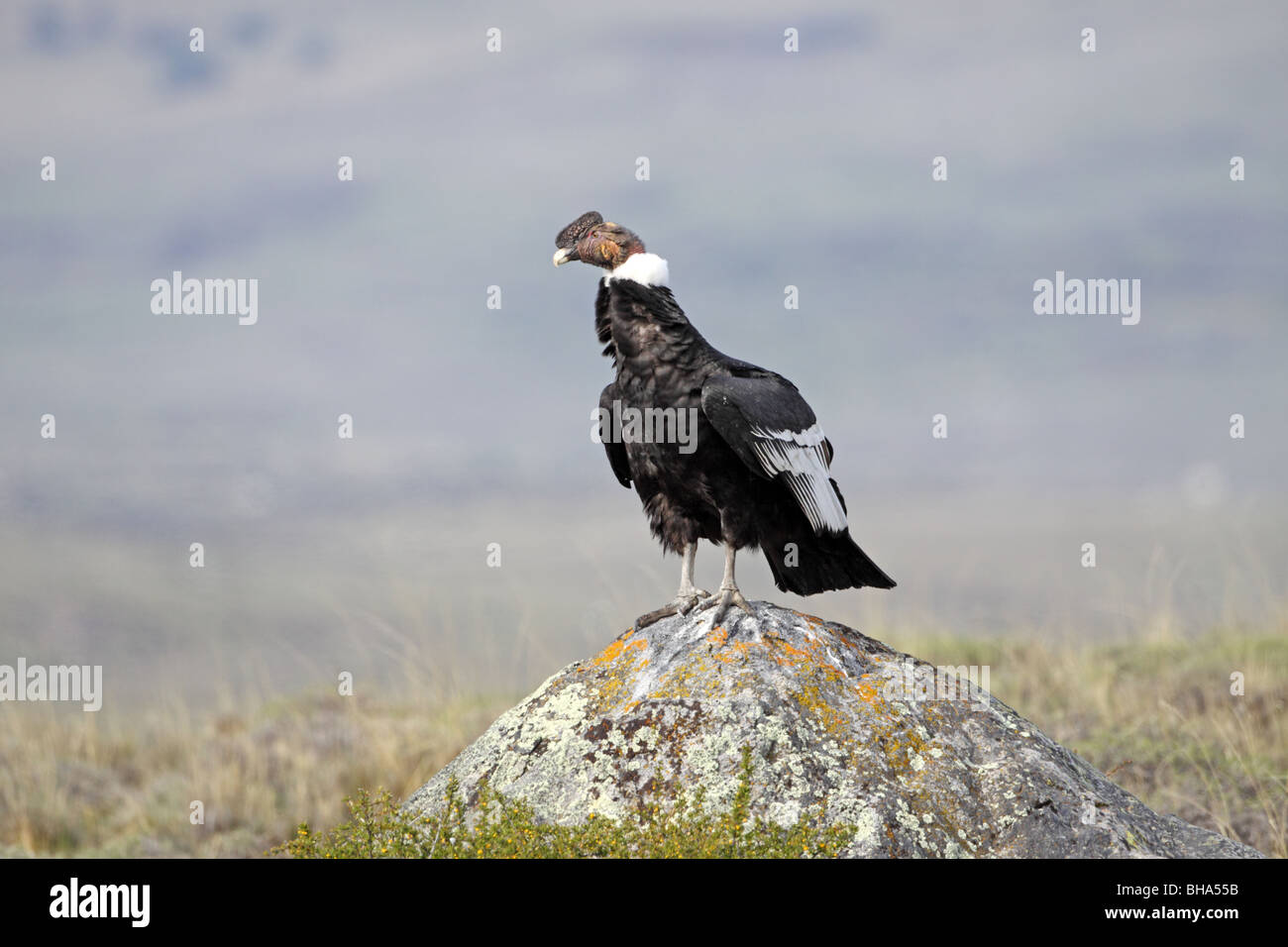 Anden-Kondor, Kondor Vultur auf felsigen Hügel in der Nähe von El Calafate Stockfoto
