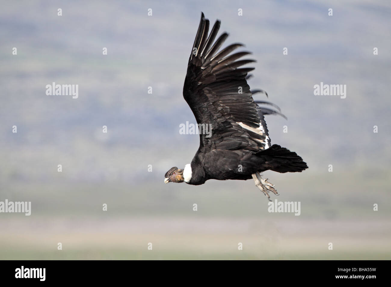 Andenkondor, Vultur Kondor fliegen in der Nähe von El Calafate Stockfoto