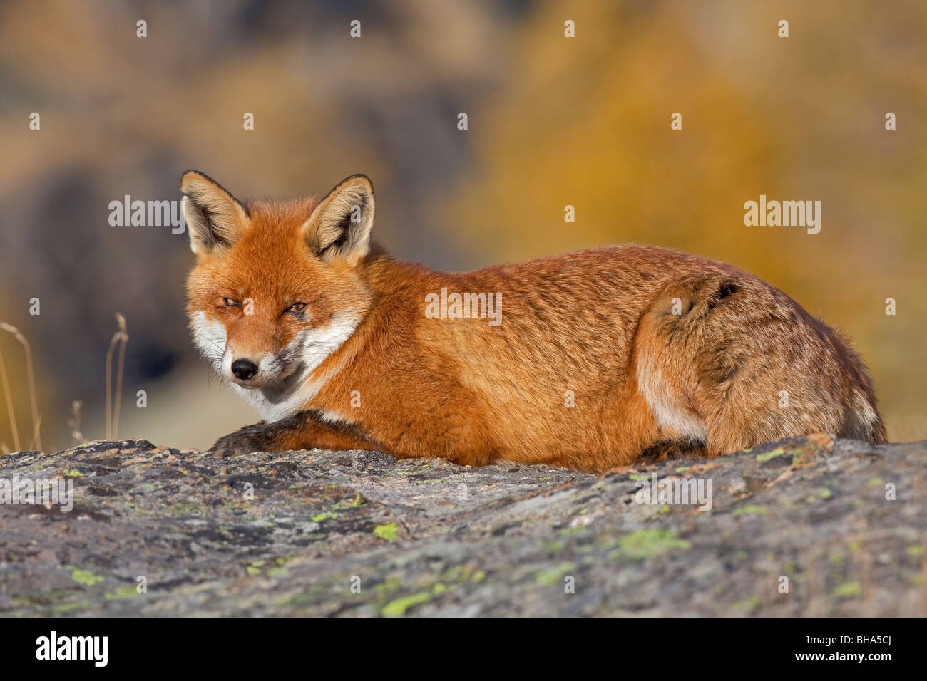 Rotfuchs (Vulpes Vulpes) ruht auf Felsen im Herbst Stockfoto