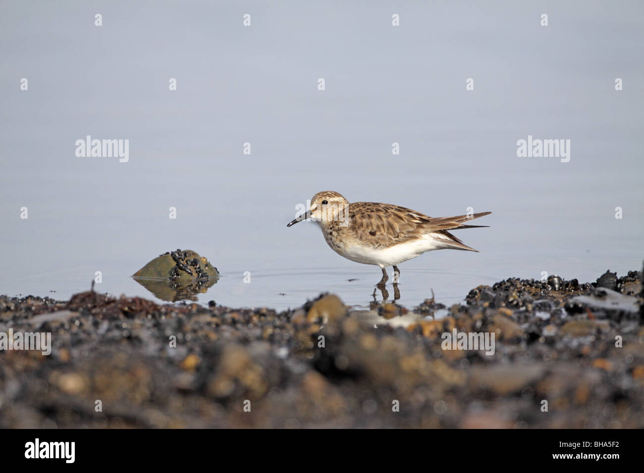Weißes-rumped Sandpiper, Calidris Fuscicollis am Meer Ushuaia Stockfoto