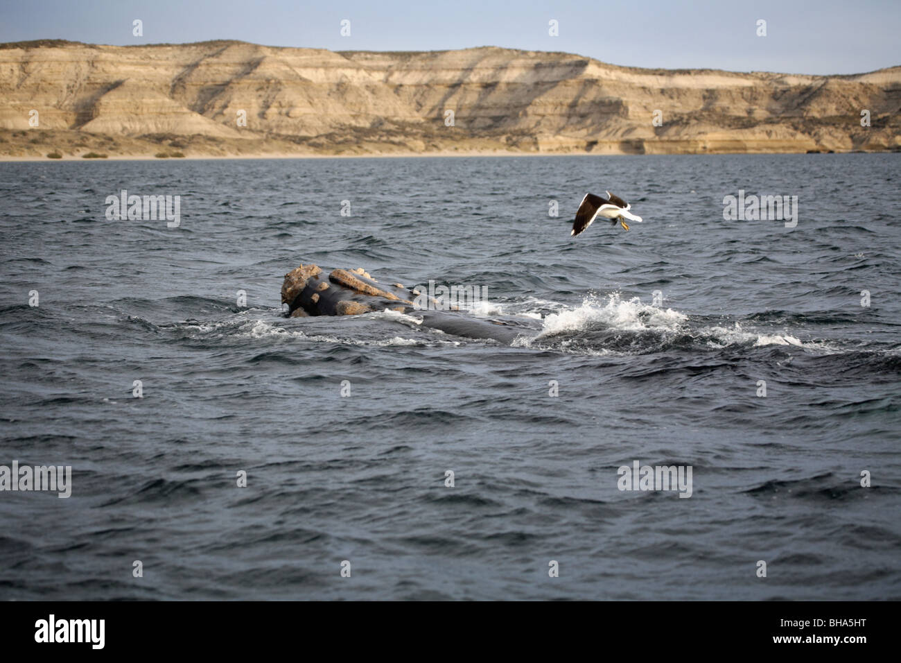 Southern Right Wale, Eubalaena Australis, Erwachsene ab Puerto Piramides. Valdez Halbinsel mit Kelp Gull Stockfoto