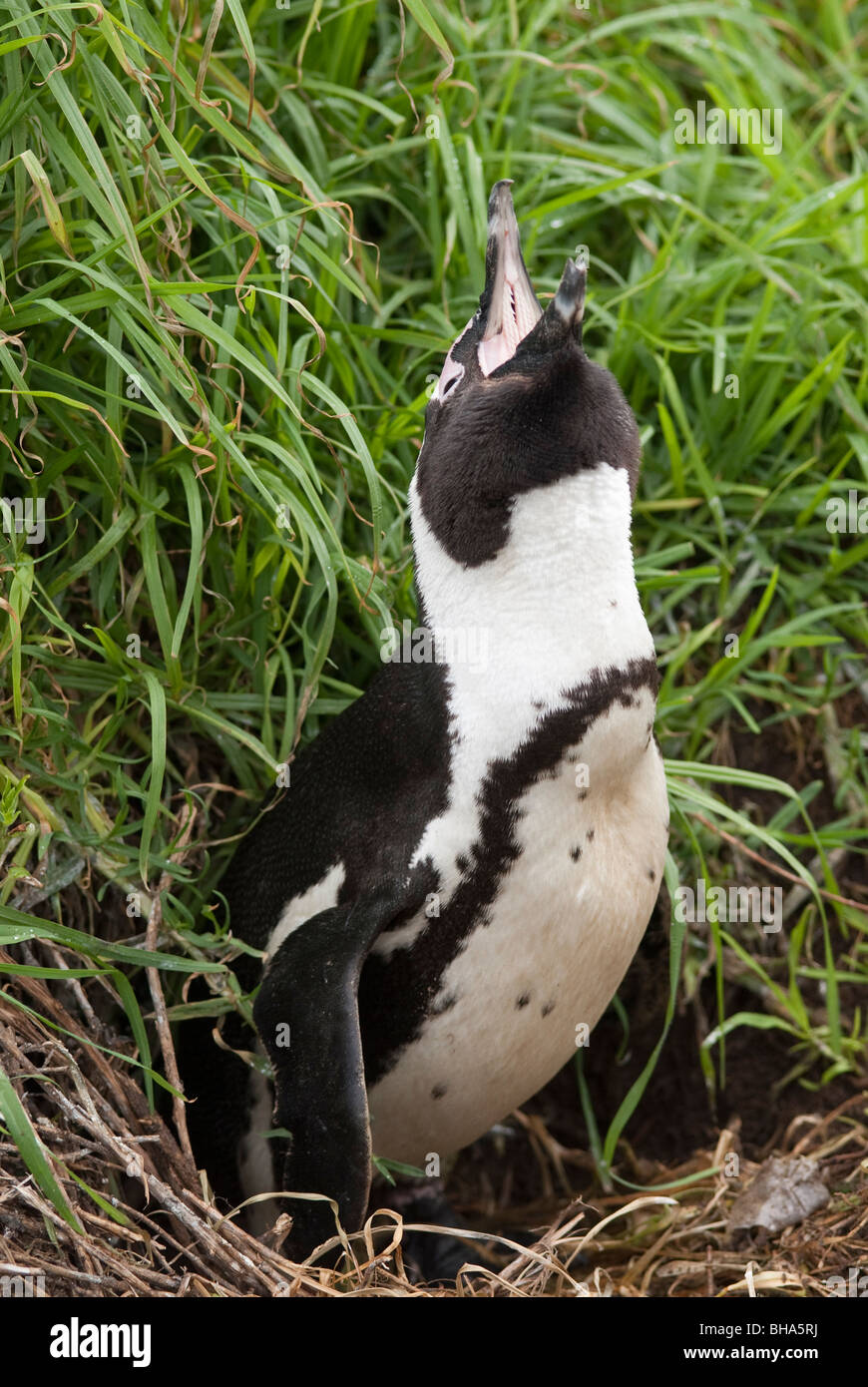 Eine Verschachtelung afrikanische Pinguin aufrufen. Stockfoto