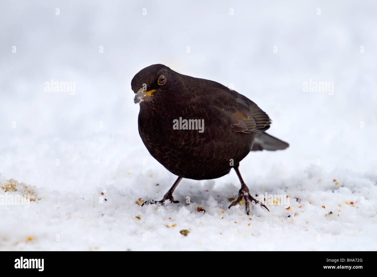 Amsel; Turdus Merula; erste Winter-Männchen im Schnee Stockfoto