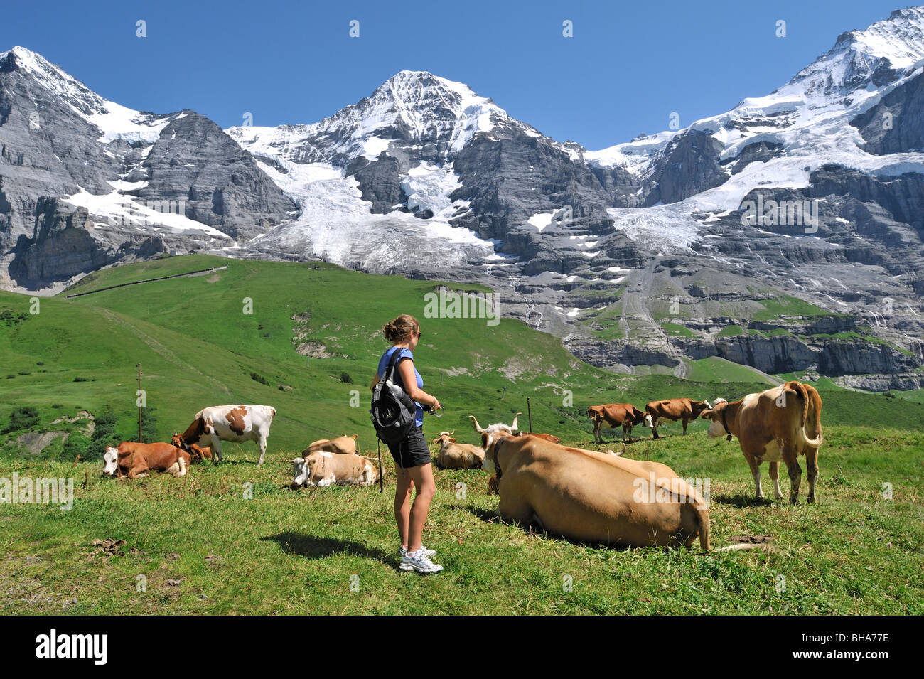 Walker unter alpinen Kühen (Bos Taurus) mit Kuhglocke in Meadow, Schweizer Alpen, Schweiz Stockfoto