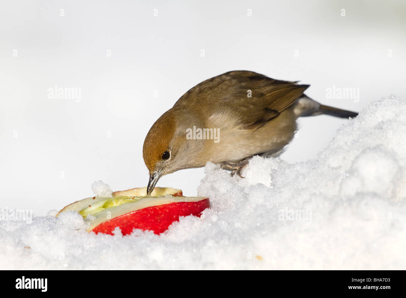 Mönchsgrasmücke; Sylvia Atricapilla; Weibchen im Schnee Stockfoto