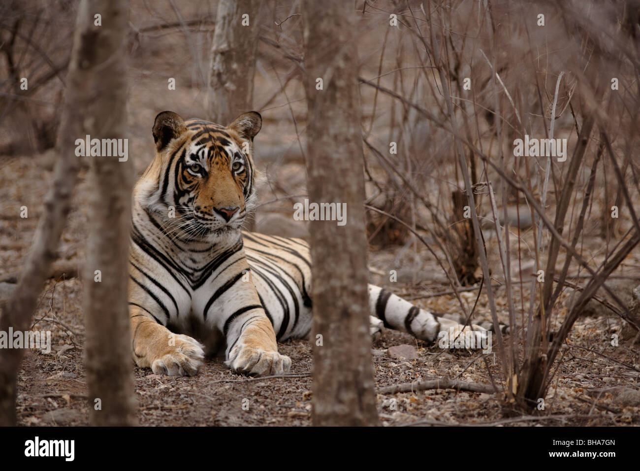 Erwachsene männliche Bengal Tiger in den Bäumen sitzen und halten ein Auge auf eine Beute, Ranthambore Indien. (Panthera Tigris) Stockfoto