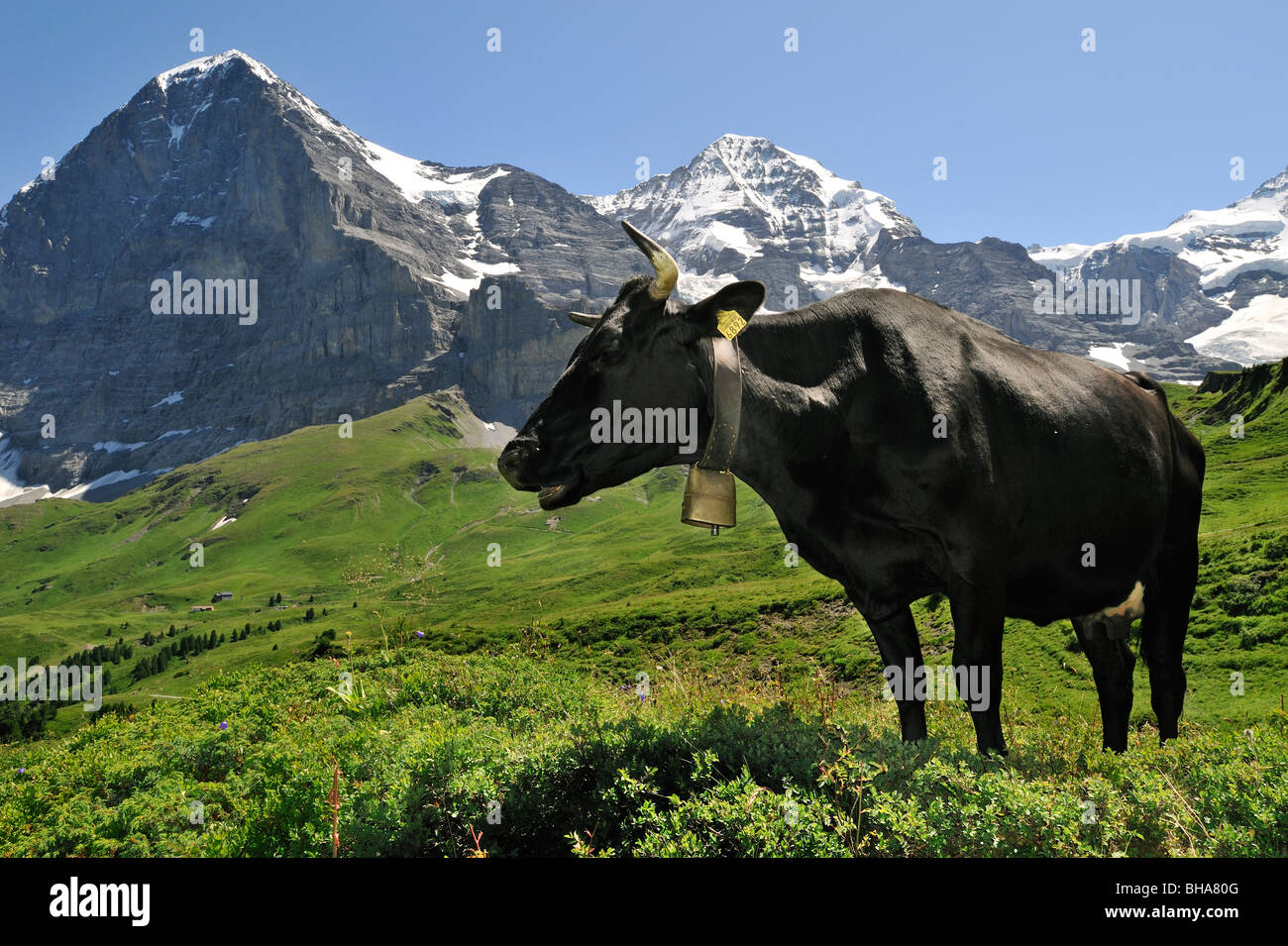 Der Eiger Berg und schwarzen Alpine Kuh (Bos Taurus) mit Kuhglocke in Weide, Schweizer Alpen, Schweiz Stockfoto