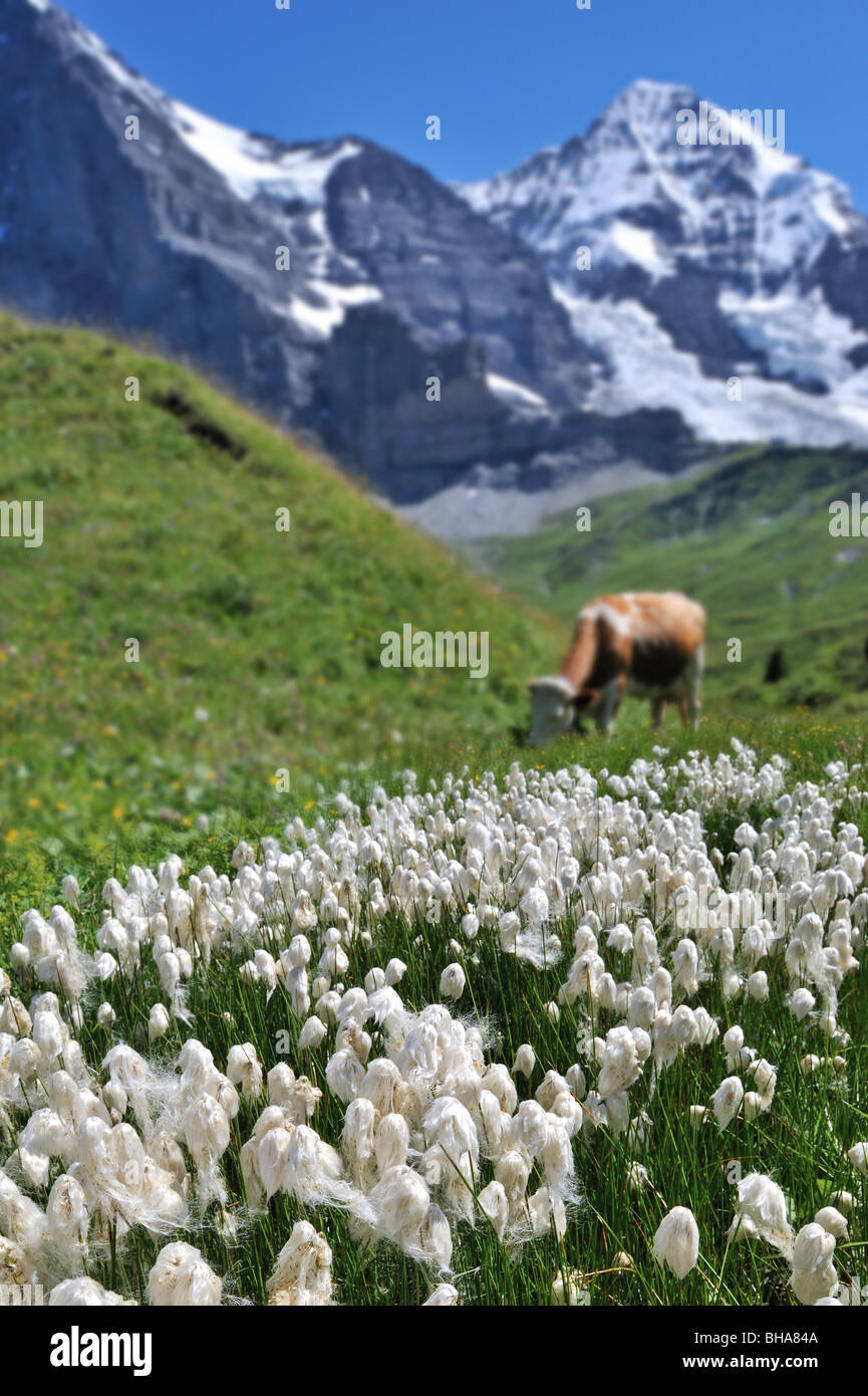 Gemeinsamen Wollgras (Wollgras Angustifolium) in Almwiese mit Kuh in den Schweizer Alpen, Schweiz Stockfoto