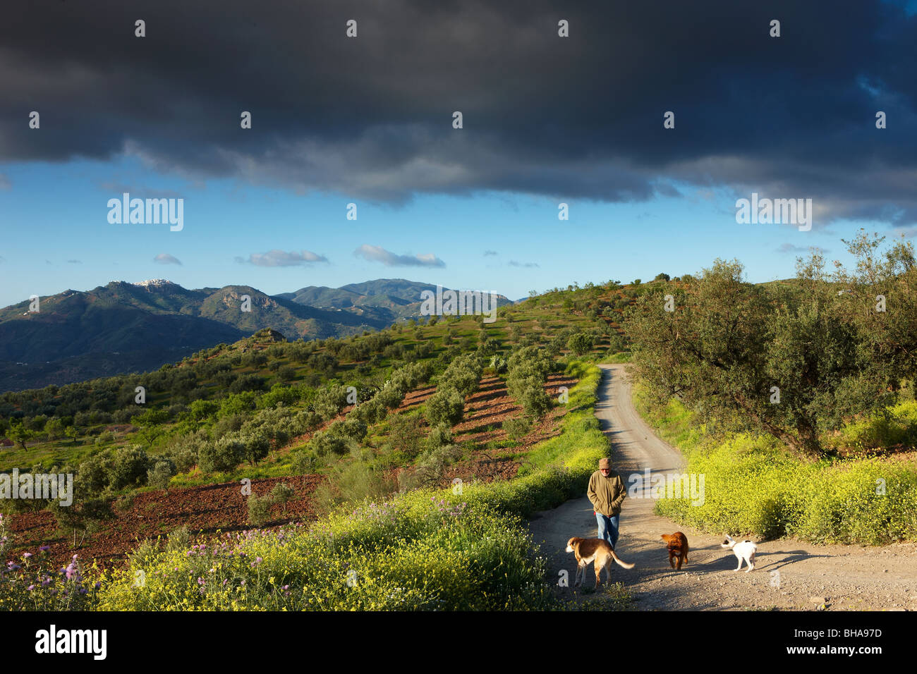 Andalusischen Workshop; Dave Waterman mit seinen Hunden nr Los Molinos, Periana, Andalusien, Spanien Stockfoto