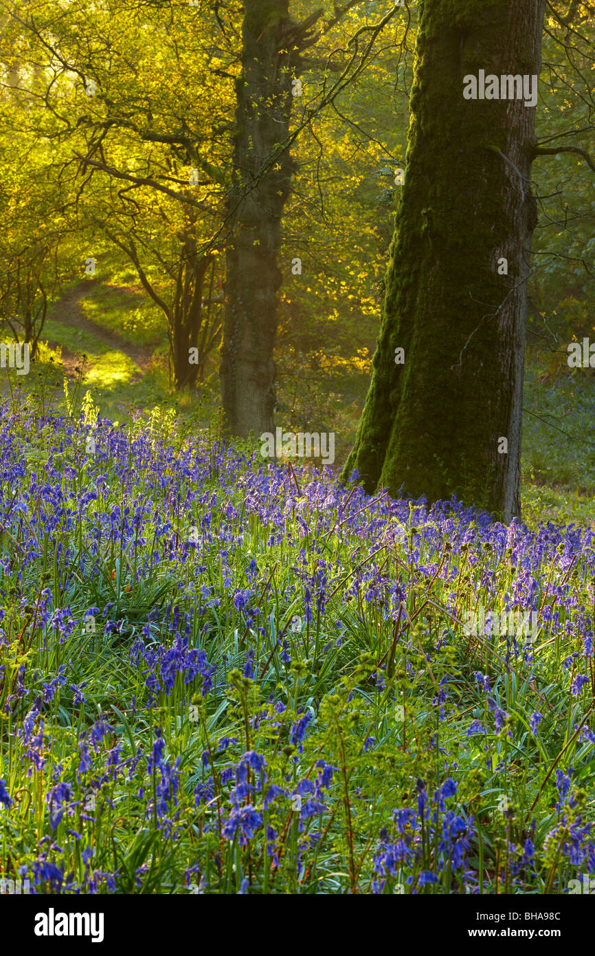 erste Licht im Bluebell Wald bei Batcombe, Dorset, England, UK Stockfoto