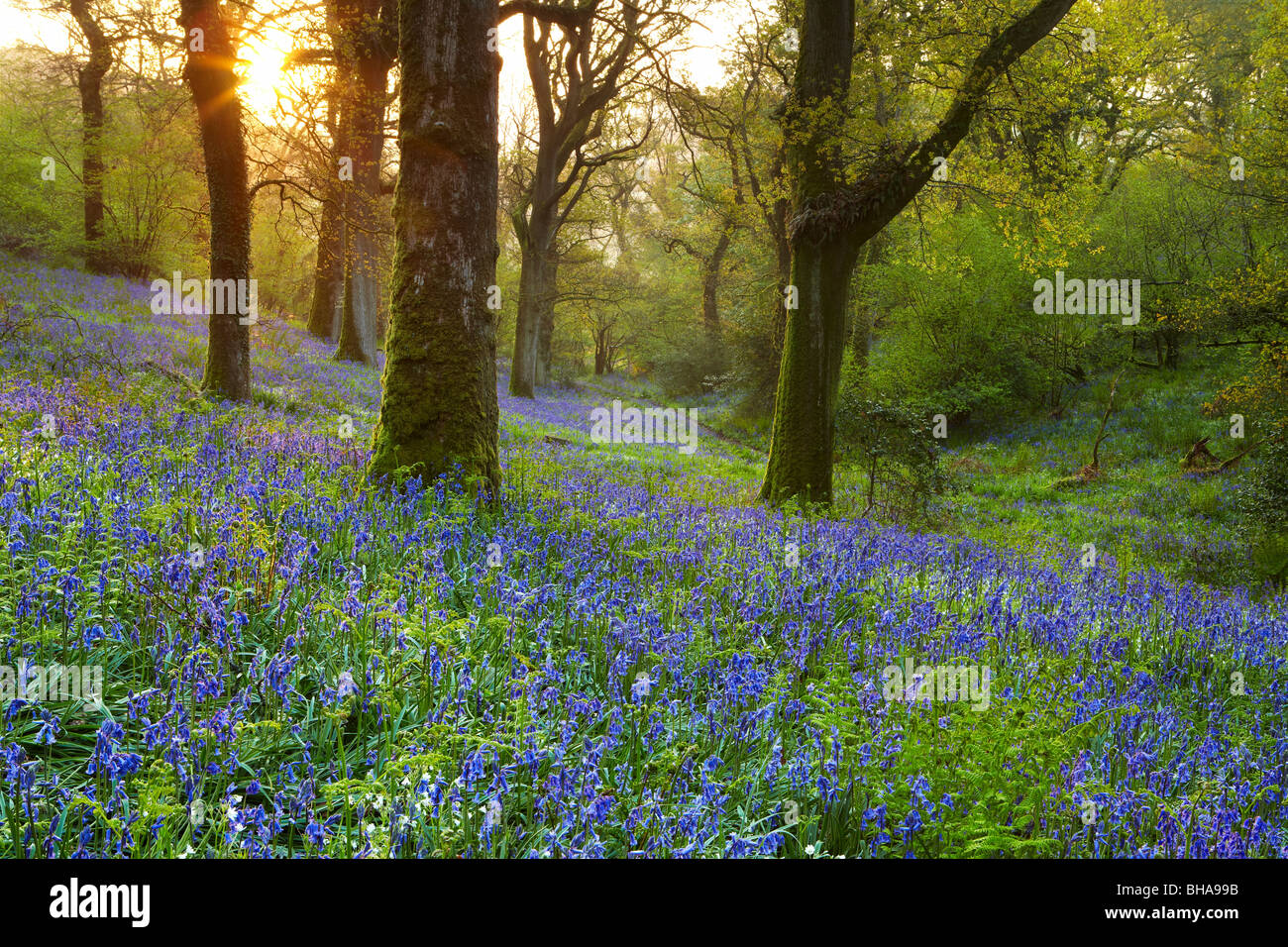 Glockenblumen an einem Frühlingsmorgen im Wald bei Batcombe, Dorset, England, UK Stockfoto