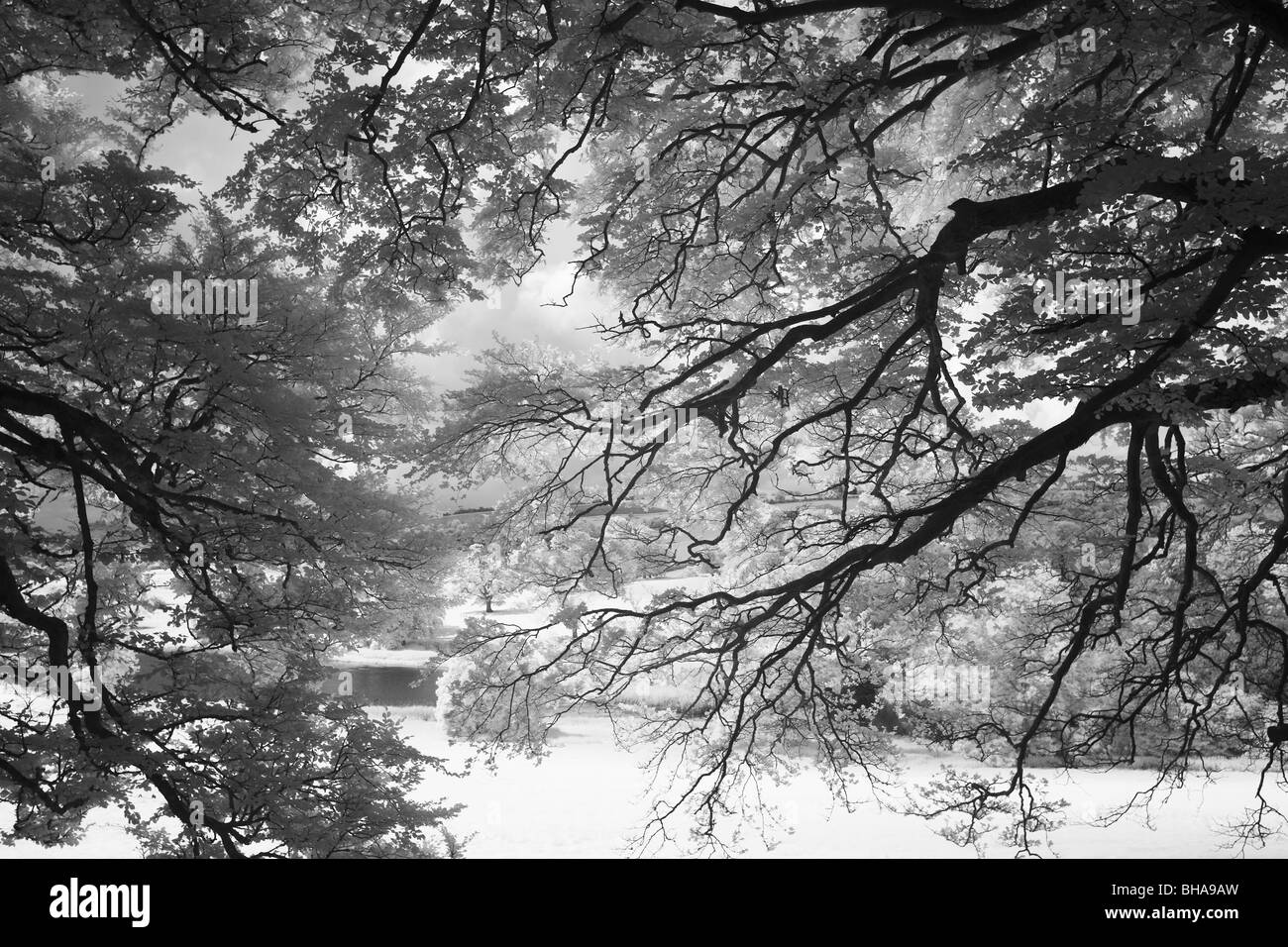 Bäume an der Minterne Magna, Dorset, England, UK Stockfoto