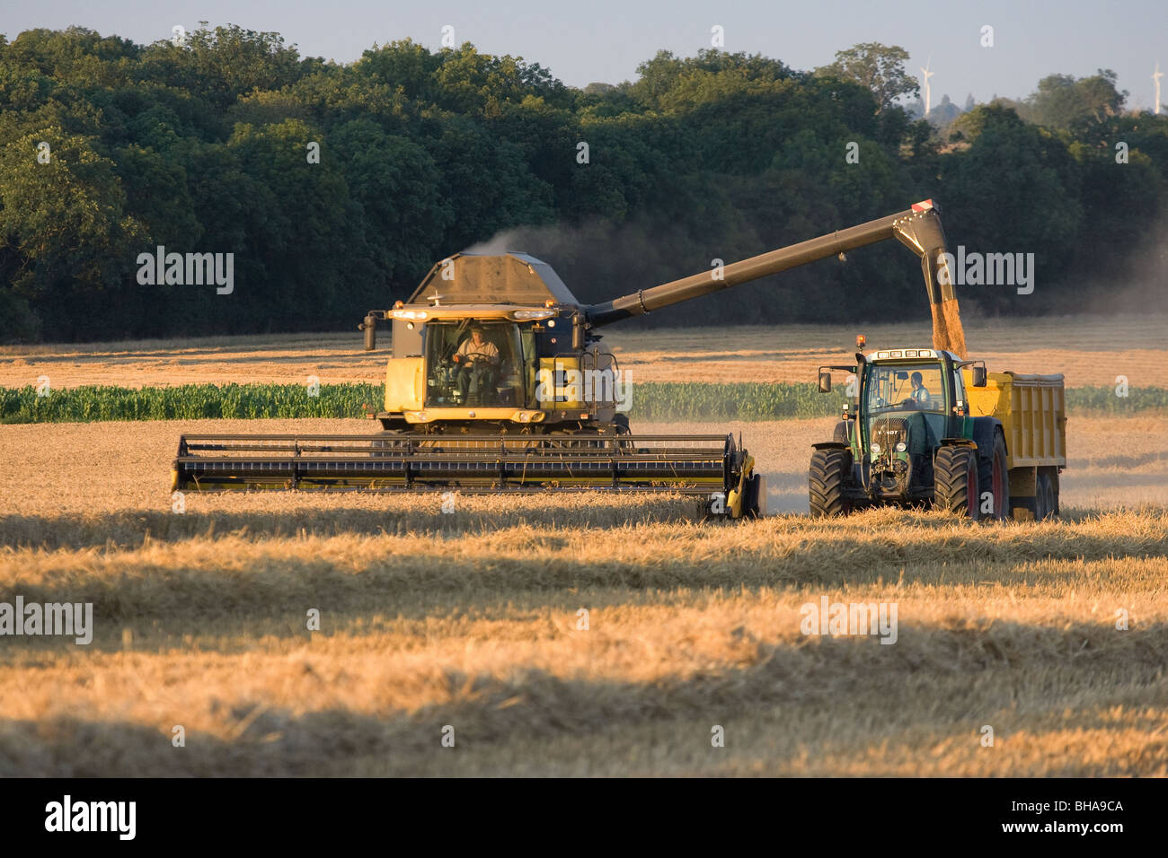 Kombinieren Sie beim Ernten von Weizen Stockfoto