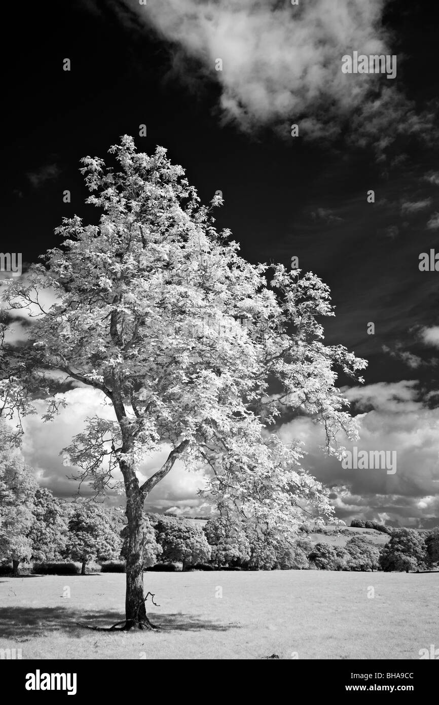 Bäume an der Minterne Magna, Dorset, England, UK Stockfoto