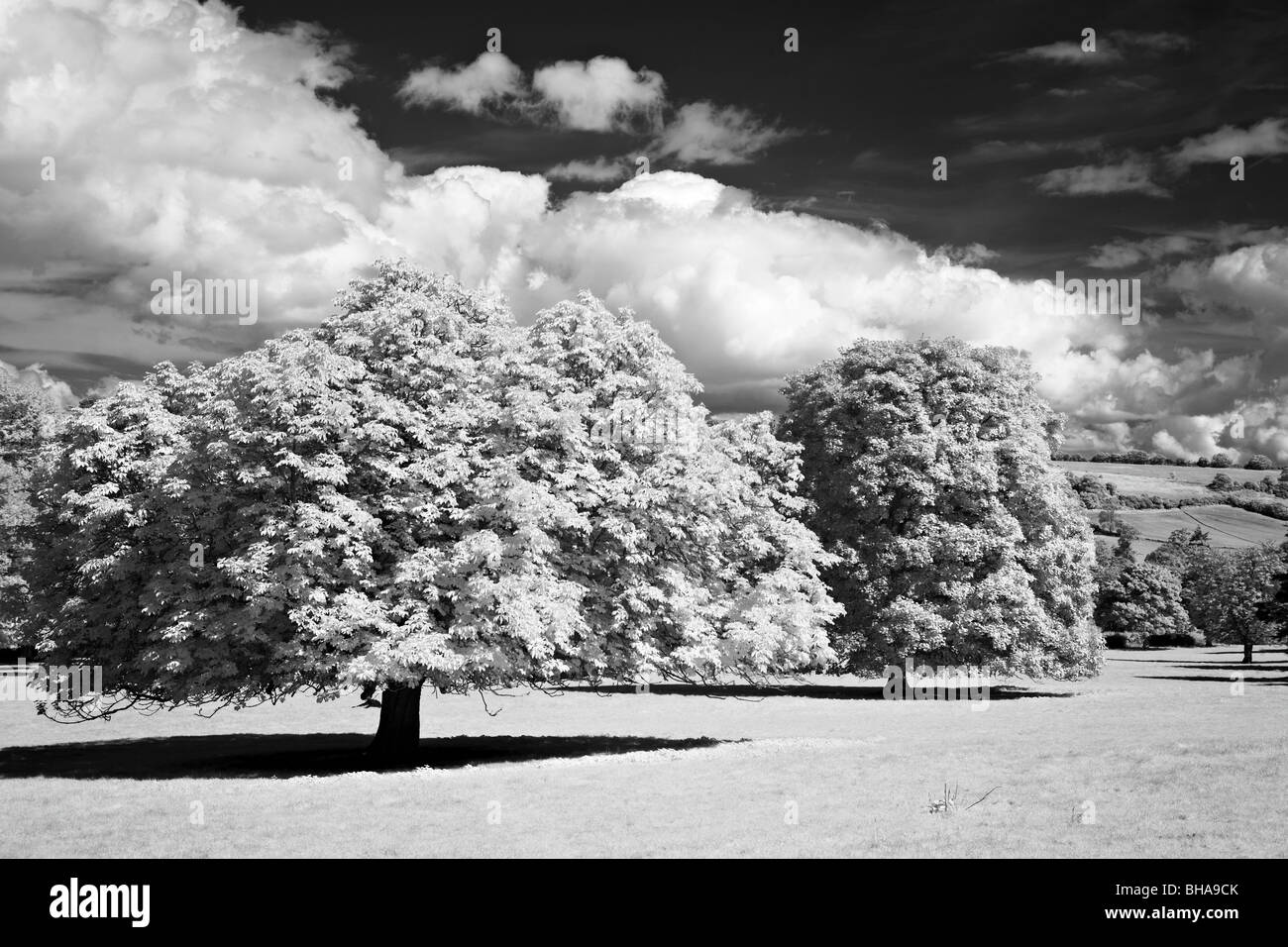 Bäume an der Minterne Magna, Dorset, England, UK Stockfoto