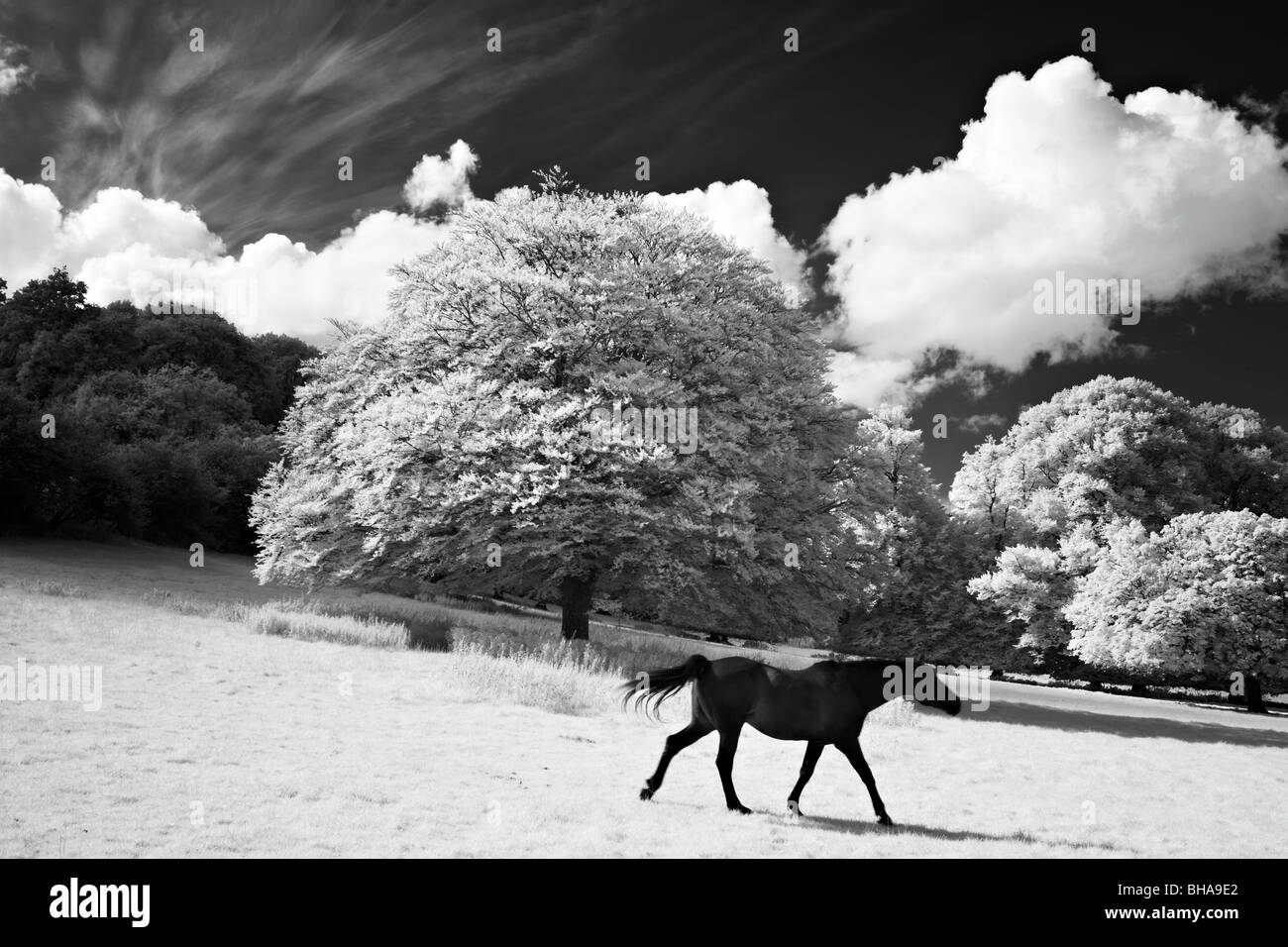 Pferde bei Minterne Magna, Dorset, England, UK Stockfoto