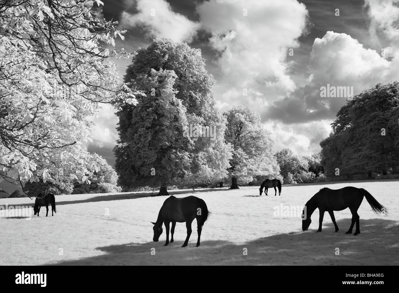 Pferde bei Minterne Magna, Dorset, England, UK Stockfoto