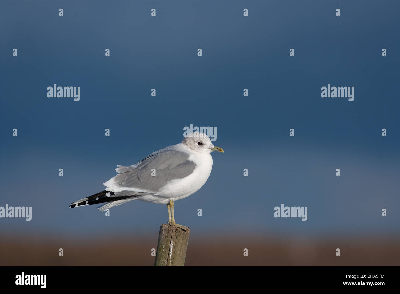 Gemeinsamen Gull Larus Canus Winter Norfolk Stockfoto