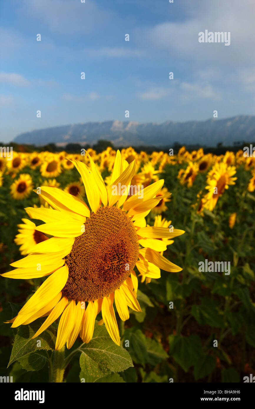 ein Feld von Sonnenblumen nr Puyloubier, Bouches-du-Rhône, Provence, Frankreich Stockfoto