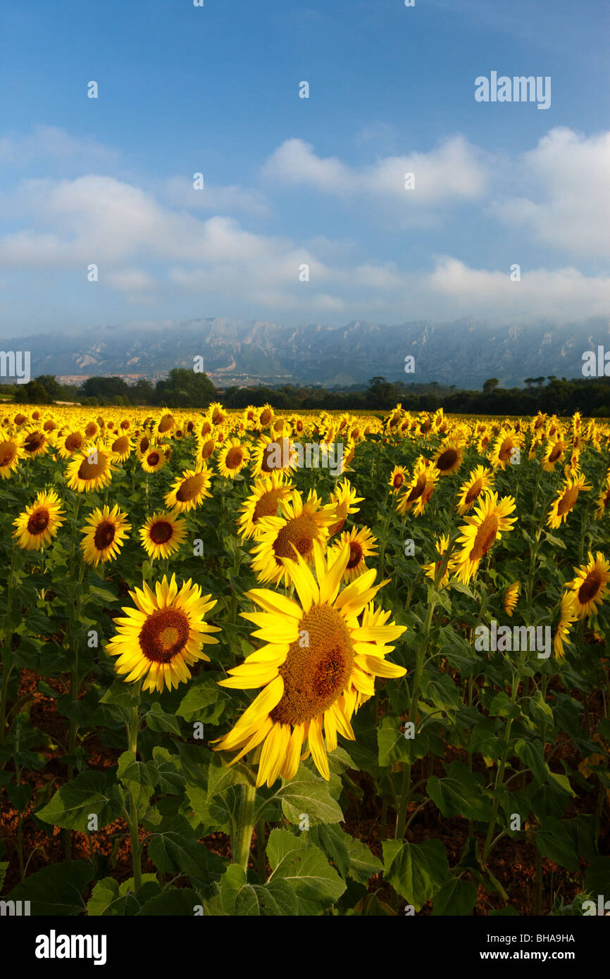 ein Feld von Sonnenblumen nr Puyloubier mit Montagne Ste Victoire hinaus Bouches du Rhone, Provence, Frankreich Stockfoto