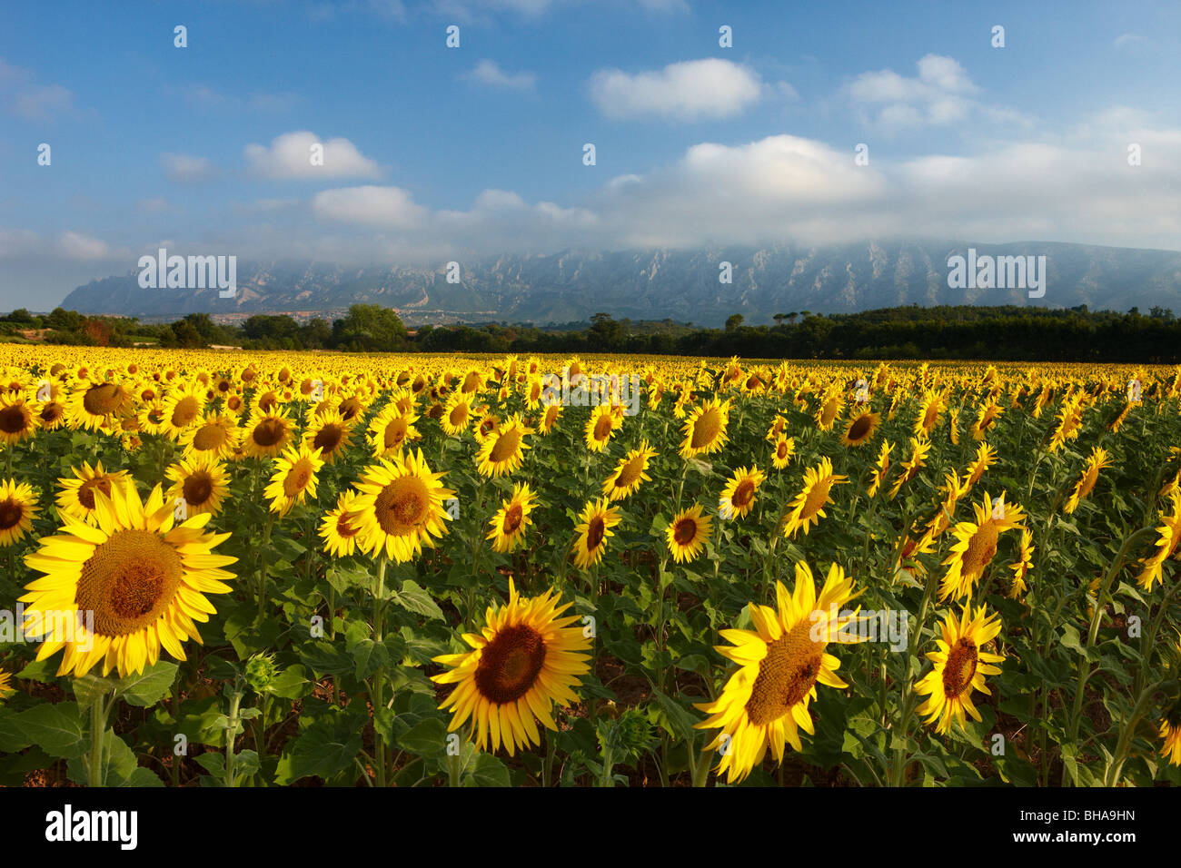 ein Feld von Sonnenblumen nr Puyloubier mit Montagne Ste Victoire hinaus Bouches du Rhone, Provence, Frankreich Stockfoto