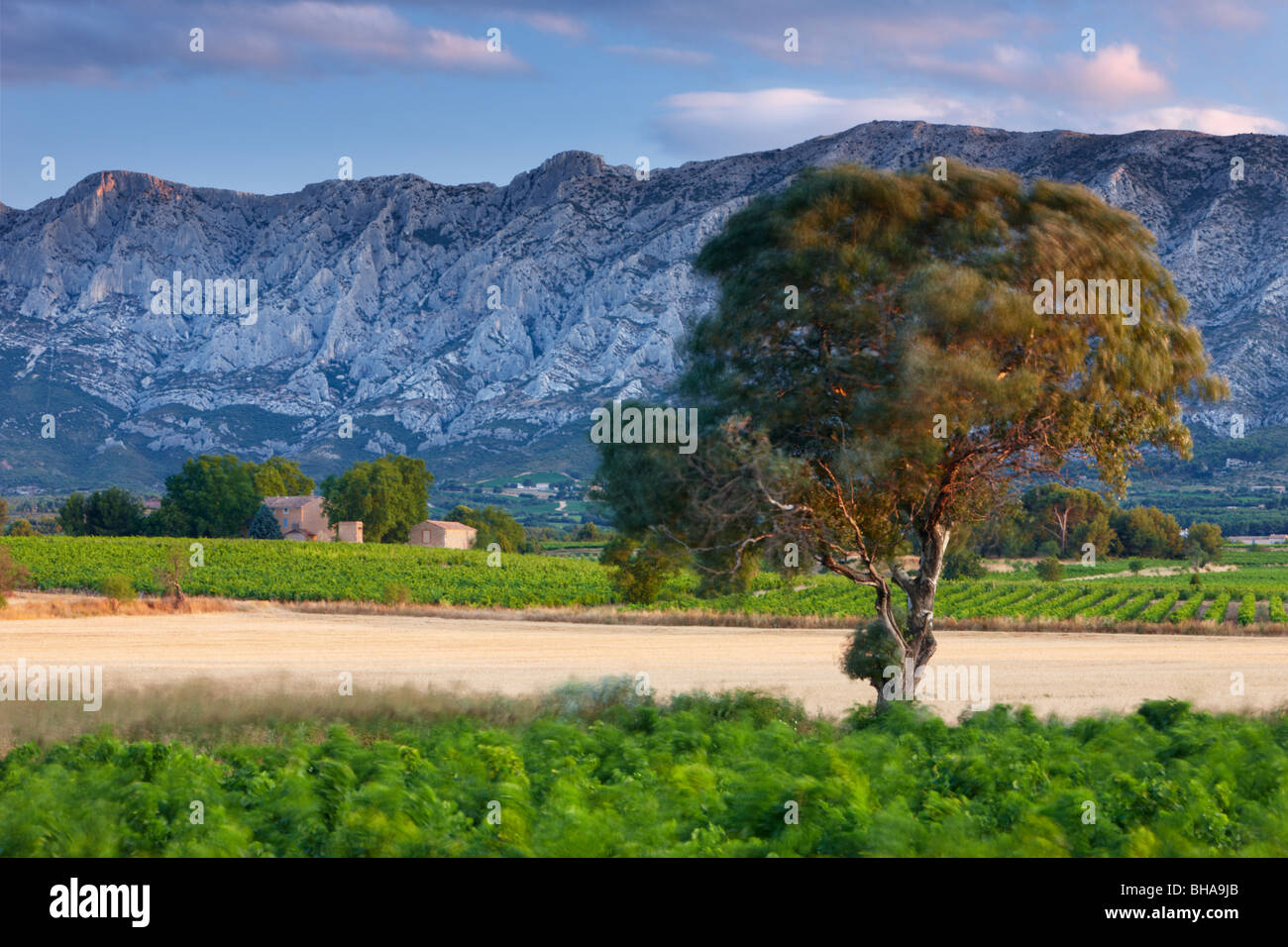 ein Baum im Wind weht, im Morgengrauen mit Montagne Sainte-Victoire hinaus nr Puyloubier, Bouches-du-Rhône, Provence, Frankreich Stockfoto