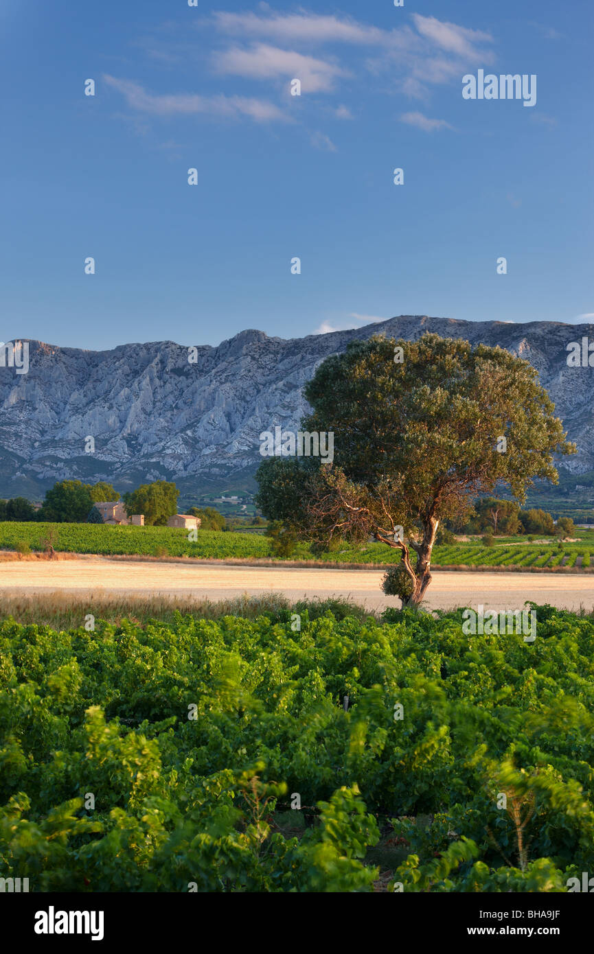 ein Weinberg nr Puyloubier mit der Montagne Ste Victoire darüber hinaus, Provence, Frankreich Stockfoto